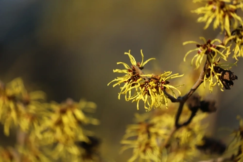 Manfaat Witch-Hazel Pada Kulit
